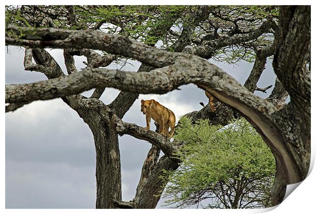 Lion up a tree Print by Tony Murtagh