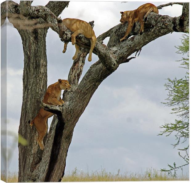 Lions climbing tree Canvas Print by Tony Murtagh