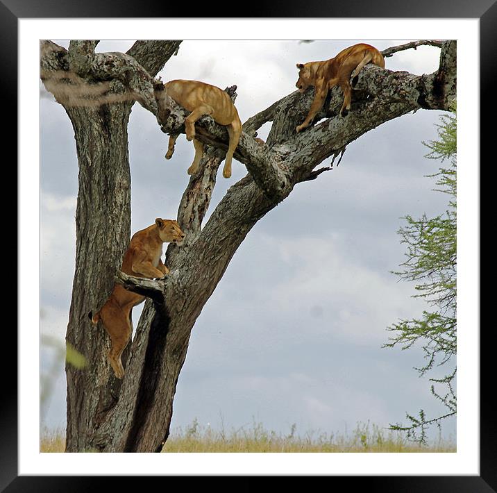 Lions climbing tree Framed Mounted Print by Tony Murtagh