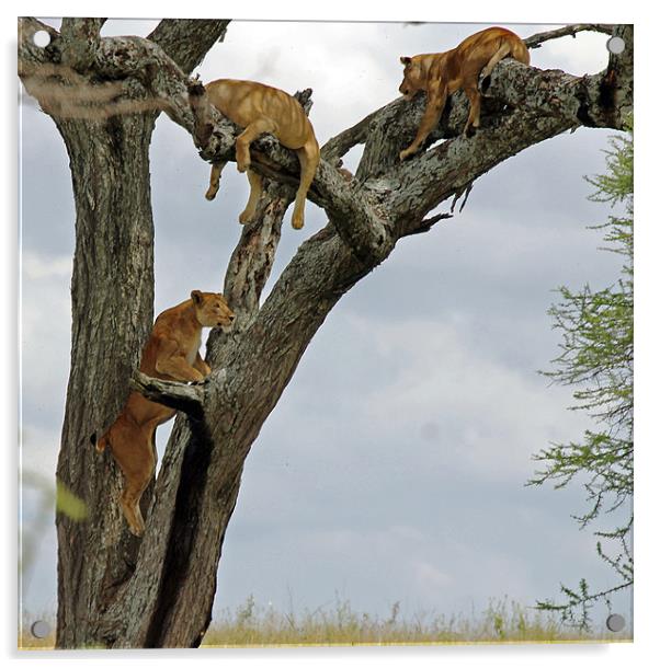 Lions climbing tree Acrylic by Tony Murtagh