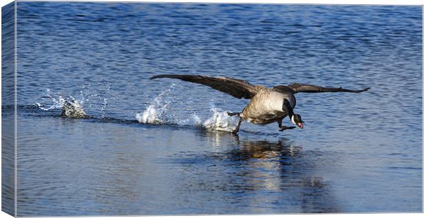 Canadian Goose Taking Off Canvas Print by Simon West