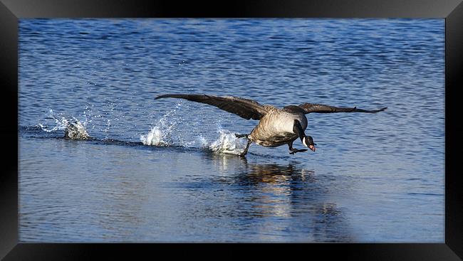 Canadian Goose Taking Off Framed Print by Simon West