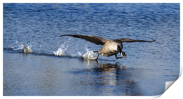 Canadian Goose Taking Off Print by Simon West