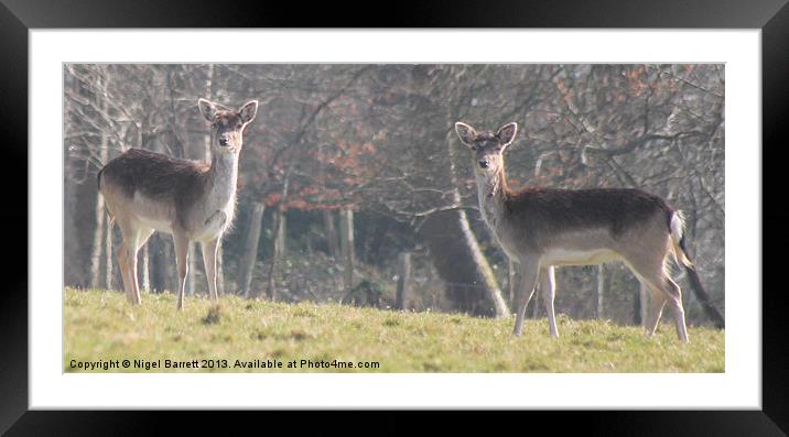 Deer Stalking Framed Mounted Print by Nigel Barrett Canvas
