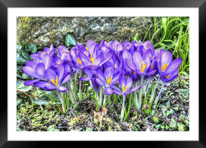 Spring Comes in Colours Framed Mounted Print by Oliver Porter