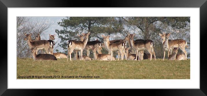 Ive Herd About You Photographers Framed Mounted Print by Nigel Barrett Canvas