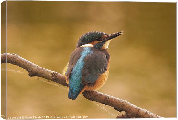 Early Morning Kingfisher Canvas Print by Dave Burden