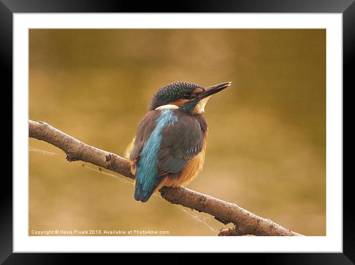 Early Morning Kingfisher Framed Mounted Print by Dave Burden