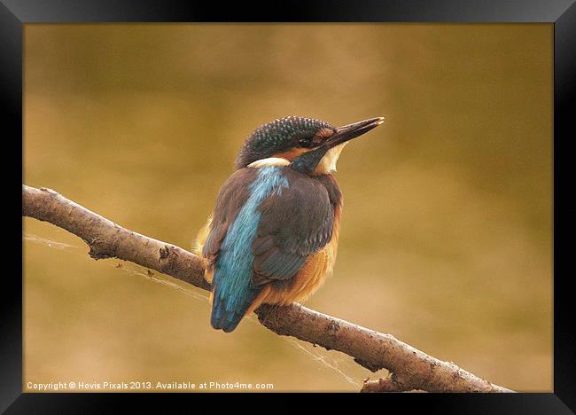 Early Morning Kingfisher Framed Print by Dave Burden