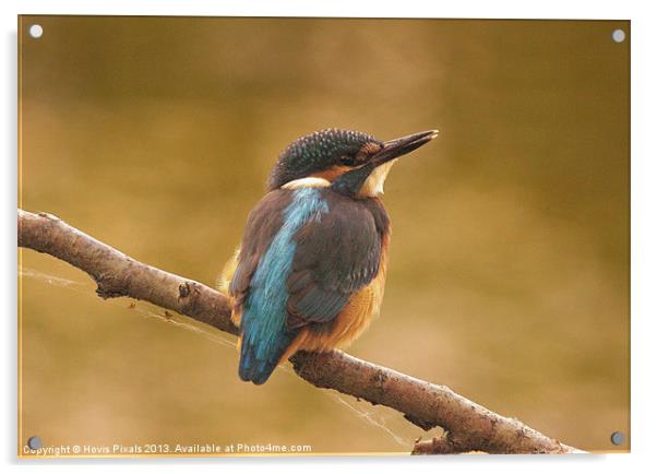 Early Morning Kingfisher Acrylic by Dave Burden