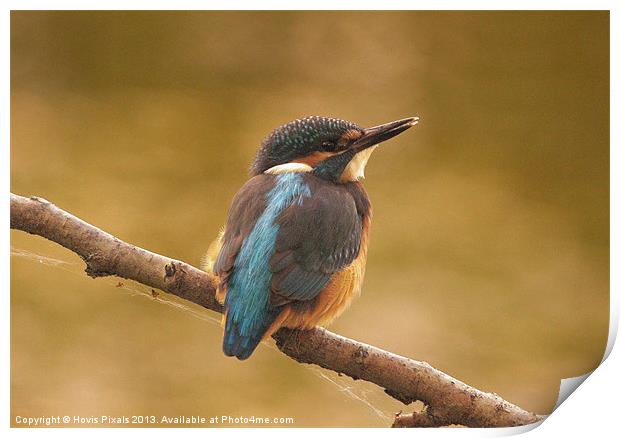 Early Morning Kingfisher Print by Dave Burden
