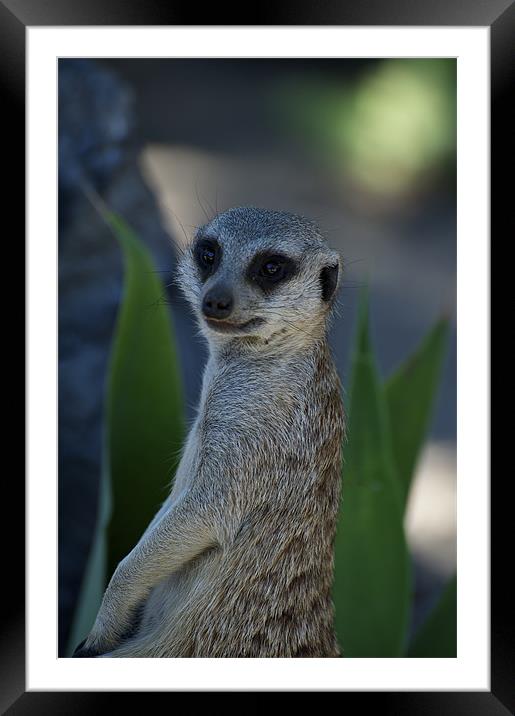 Hello Im a Meerkat Framed Mounted Print by Graham Palmer