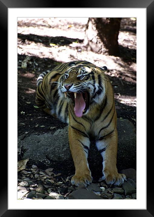 Snarling Tiger Framed Mounted Print by Graham Palmer