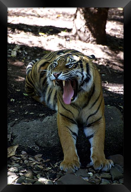 Snarling Tiger Framed Print by Graham Palmer