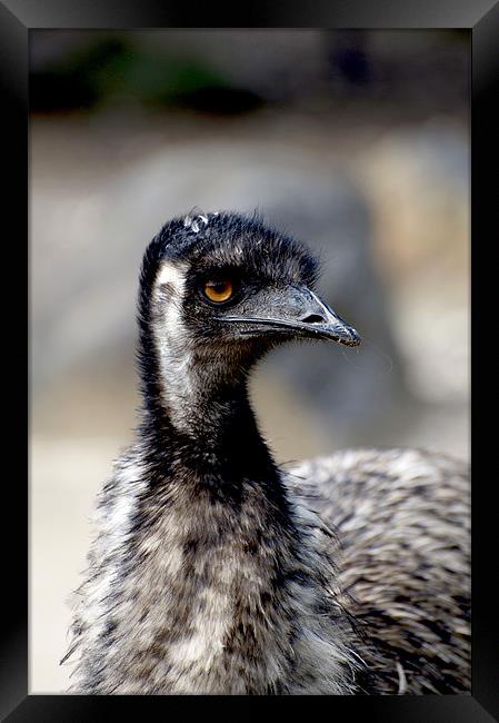 Emu Portrait Framed Print by Graham Palmer