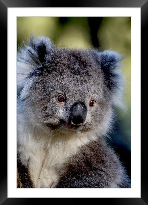 Cute As A Button Framed Mounted Print by Graham Palmer