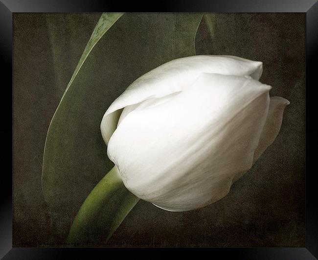 White tulip Framed Print by Fiona Messenger