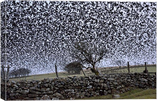 Starling Storm Canvas Print by Jon Short