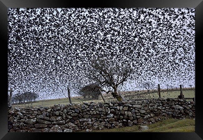 Starling Storm Framed Print by Jon Short