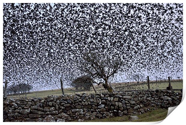 Starling Storm Print by Jon Short