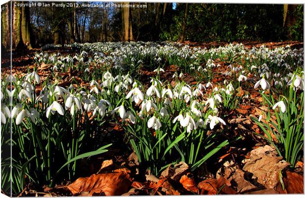 Snowdrops in March Canvas Print by Ian Purdy