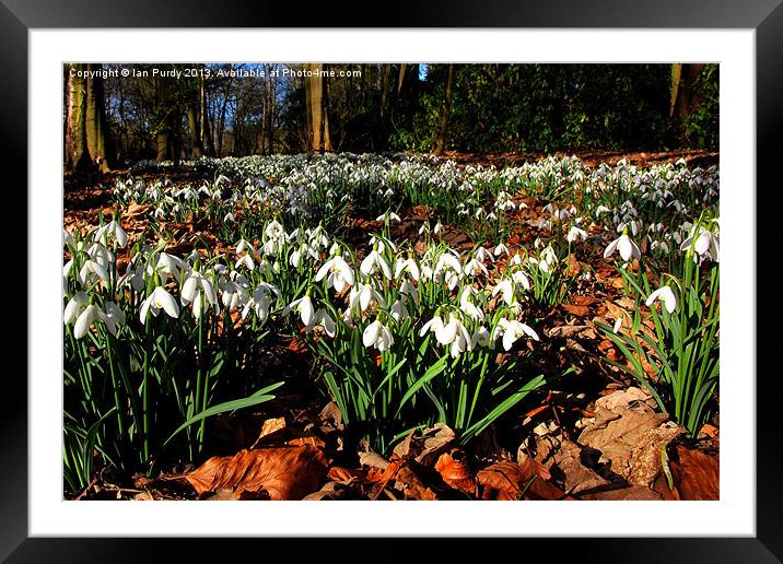 Snowdrops in March Framed Mounted Print by Ian Purdy