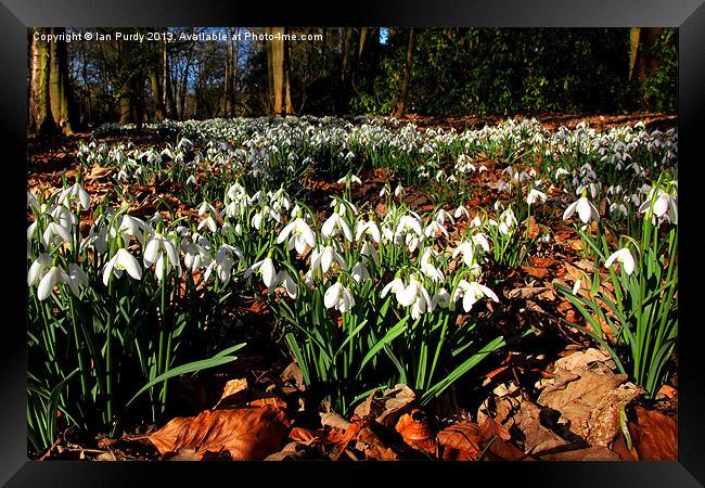 Snowdrops in March Framed Print by Ian Purdy