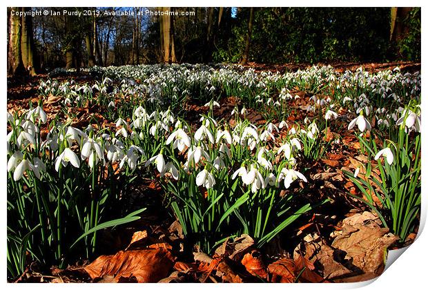 Snowdrops in March Print by Ian Purdy