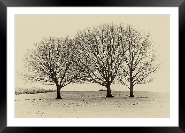 three trees Framed Mounted Print by richard downes