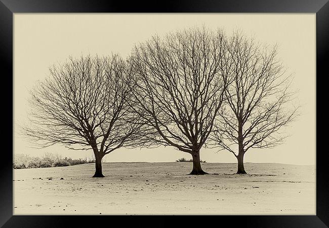 three trees Framed Print by richard downes