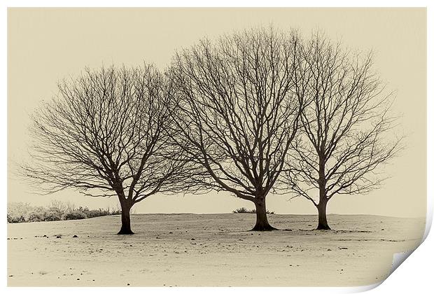 three trees Print by richard downes
