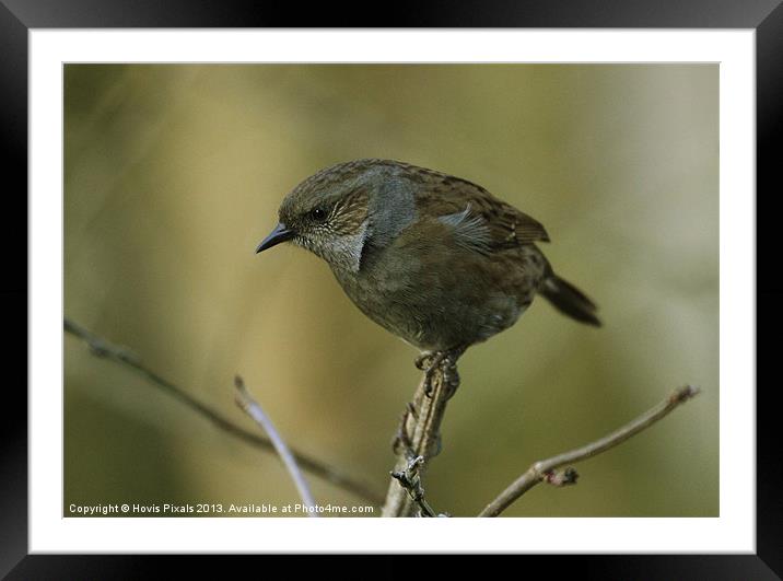 Dunnock (Hedge Sparrow) Framed Mounted Print by Dave Burden