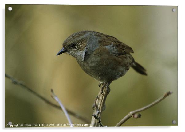 Dunnock (Hedge Sparrow) Acrylic by Dave Burden