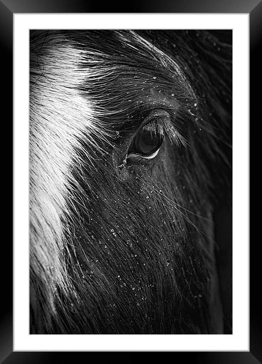 The Horses Eye Framed Mounted Print by richard downes