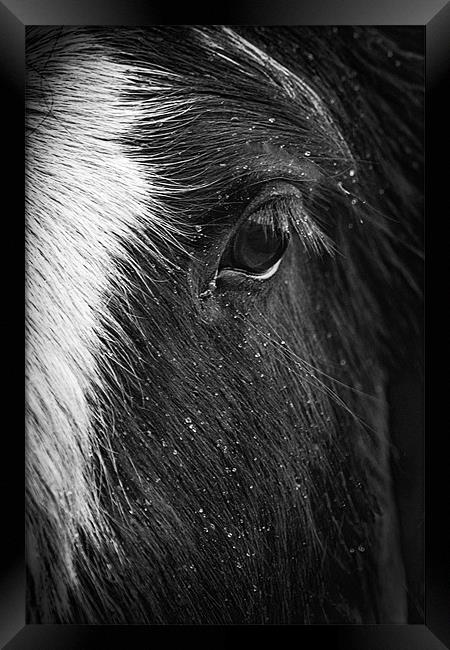 The Horses Eye Framed Print by richard downes