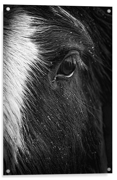 The Horses Eye Acrylic by richard downes