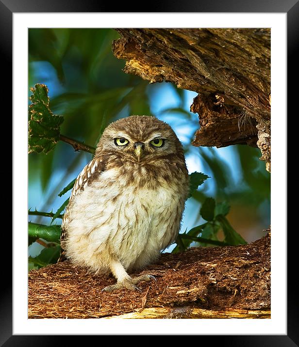 Little Owl at nest. Framed Mounted Print by Paul Scoullar