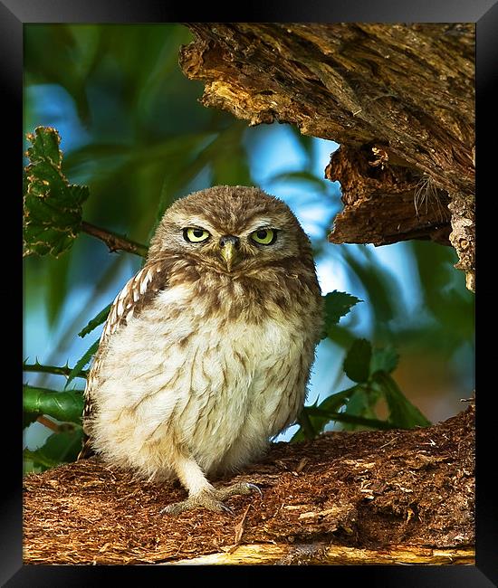 Little Owl at nest. Framed Print by Paul Scoullar