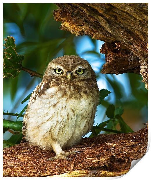 Little Owl at nest. Print by Paul Scoullar