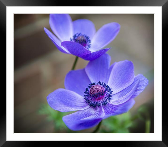 Blue Petals Framed Mounted Print by Ian Johnston  LRPS