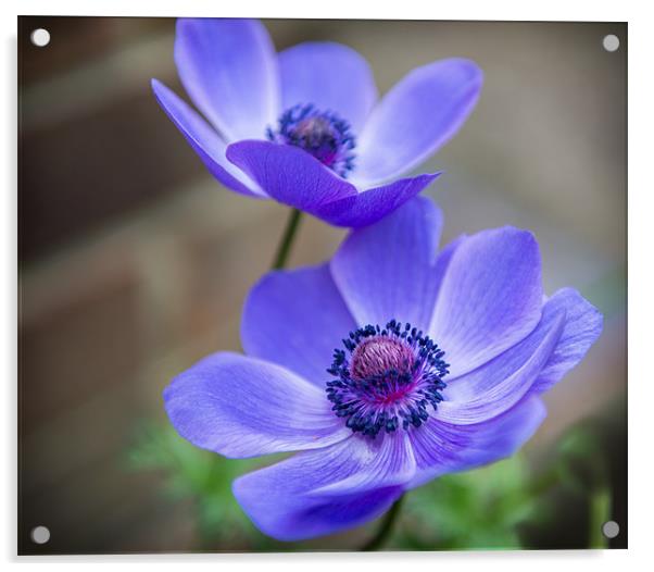 Blue Petals Acrylic by Ian Johnston  LRPS