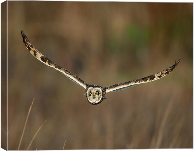 Short Eared Owl in flight Canvas Print by Paul Scoullar
