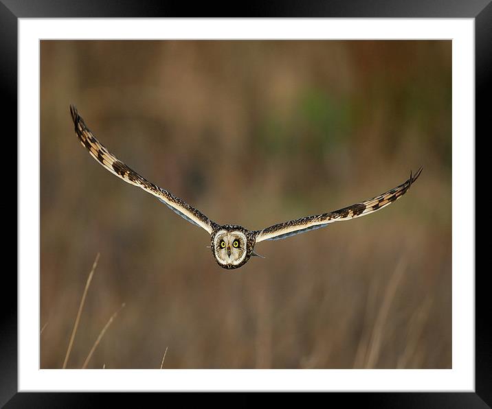 Short Eared Owl in flight Framed Mounted Print by Paul Scoullar