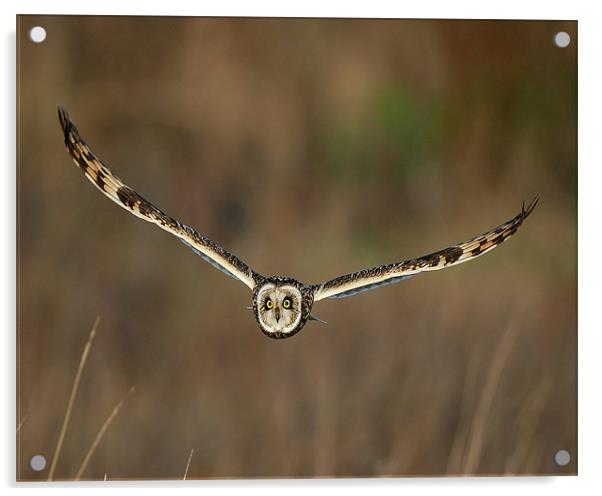 Short Eared Owl in flight Acrylic by Paul Scoullar