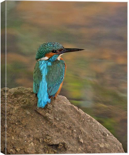 Male Kingfisher taking a rest. Canvas Print by Paul Scoullar