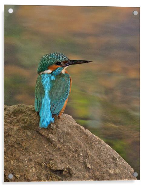 Male Kingfisher taking a rest. Acrylic by Paul Scoullar