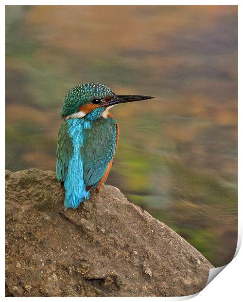 Male Kingfisher taking a rest. Print by Paul Scoullar