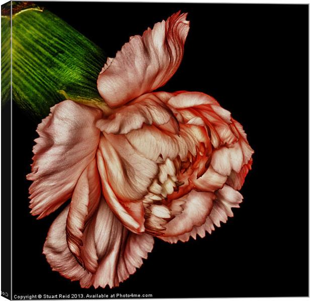 Pink Carnation Canvas Print by Stuart Reid