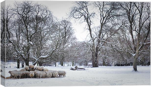 Sheep Feeding in winter Canvas Print by Jon Fixter