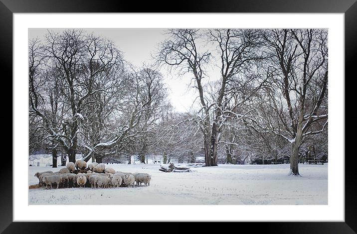 Sheep Feeding in winter Framed Mounted Print by Jon Fixter
